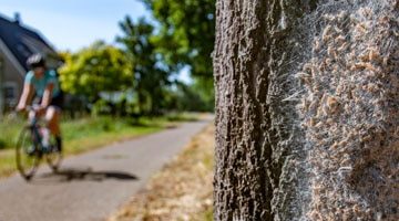 Alles over de eikenprocessierups