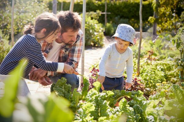 Vader met 2 kinderen samen in de moestuin